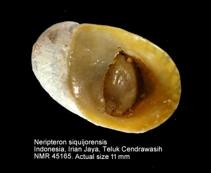 Neripteron siquijorense (3).jpg - Neripteron siquijorense (Récluz,1844)